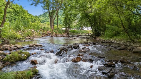 Creek flowing over rocks among trees